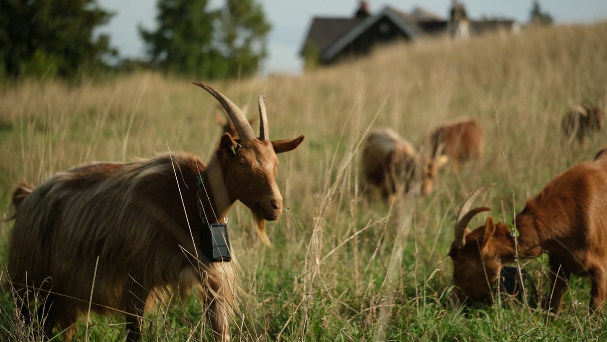 Goats Asket Hill by Louise Gibson: To protect and encourage biodiversity the grassland on Asket Hill is now managed by a herd of goats.
Picture credit: Louise Gibson