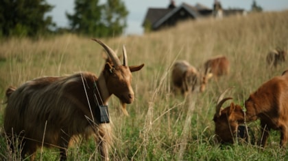 The ‘goat’ of lawnmowers introduced at Roundhay grassland