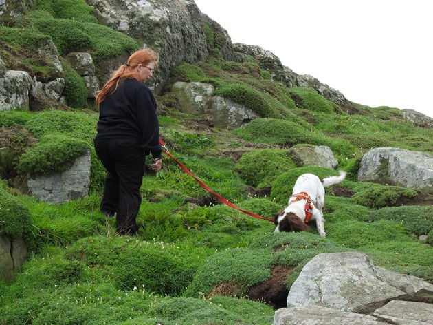 Sniffer dog, Pyper, at work with trainer Lyn from K9. Credit NatureScot