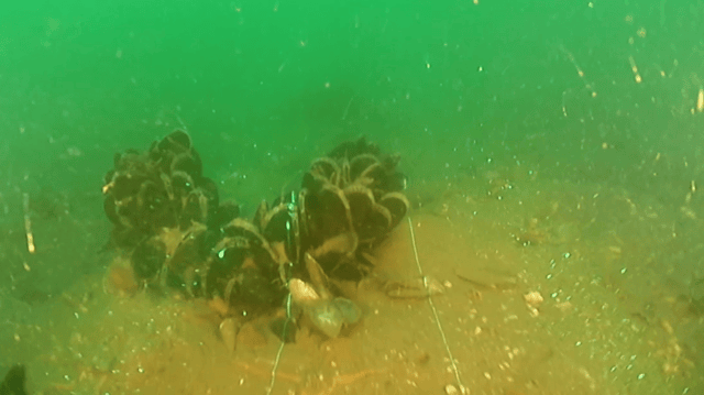 New mussel shells on the seabed beneath ropesat the UK's largest offshore mussel farm in Lyme Bay (Credit - University of Plymouth)