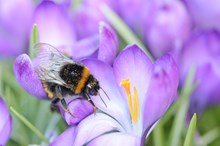 A crocus with a bumblebee covered in pollen grains ©Lorne Gill/NatureScot