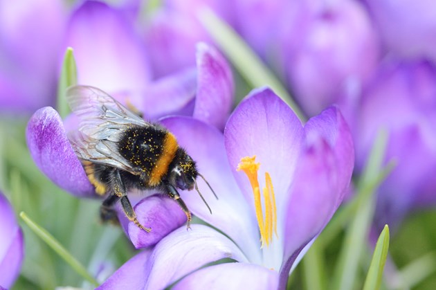 Progress for pollinators: A crocus with a bumblebee covered in pollen grains ©Lorne Gill/NatureScot