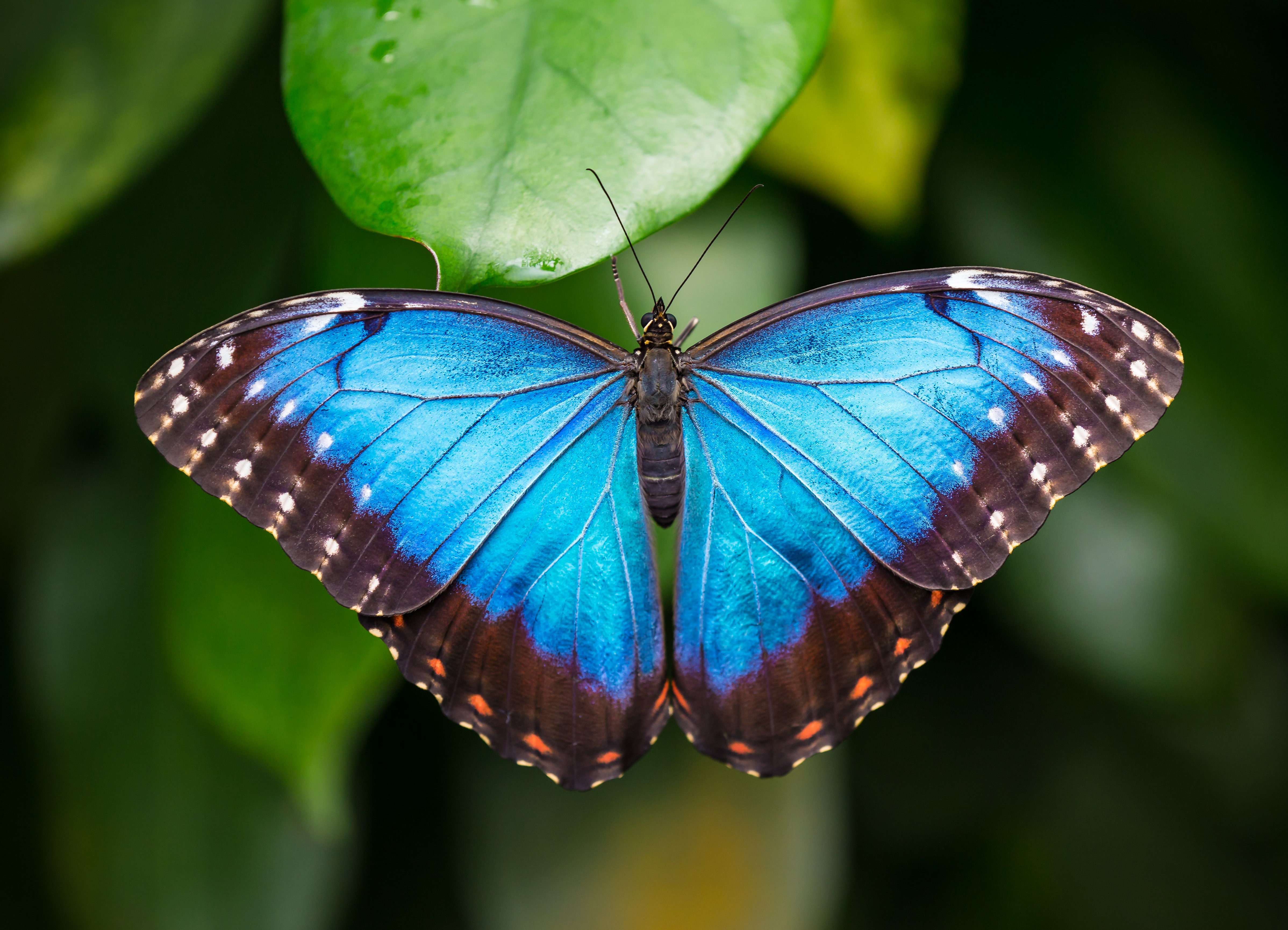 Big butterfly fever at Tropical World this summer