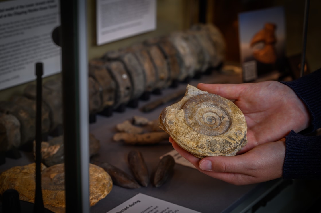 HS2 fossils on display at the Oxford University Museum of Natural History