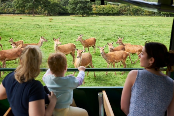 Lotherton Hall deer park tour 1