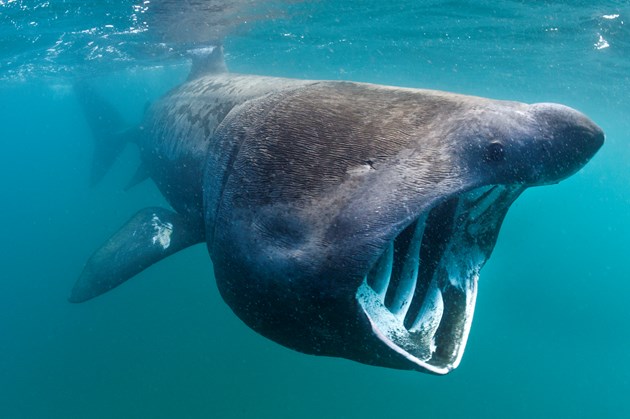 Robot cameras reveal secret lives of basking sharks in UK marine conservation first: Basking shark feeding ©Alex Mustard 2020VISION