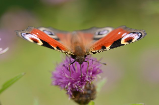Peacock buttefly: A peacock butterfly (Aglais io) feeding on a thistle. ©Lorne Gill/NatureScot