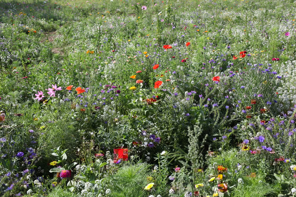 wildflower2-6686.jpg