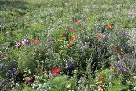 wildflower2-6686.jpg