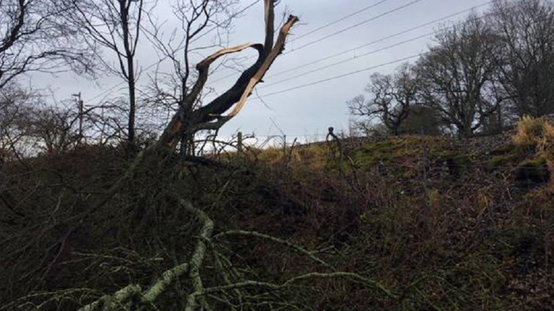 Fallen tree beside raliway Hollins Lane