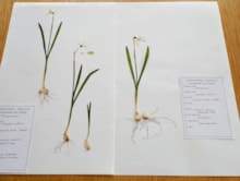 A sample from the north coast community herbarium