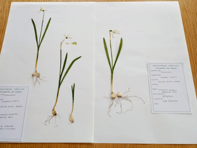 A sample from the north coast community herbarium
