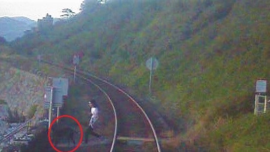 VIDEO: North Wales train driver recalls “helpless” feeling during near miss with man and his dogs at popular tourist destination: Near miss2 31st July Harlech Cliffs man and dog circle-2