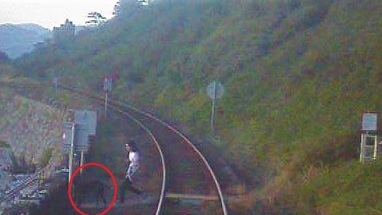 Near miss2 31st July Harlech Cliffs man and dog circle-2