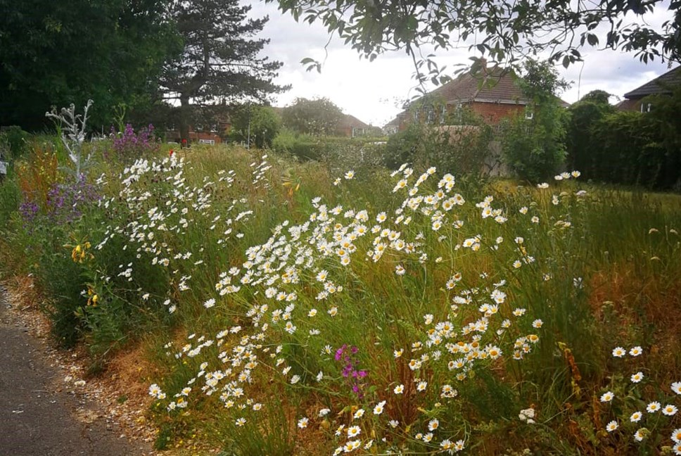 Lansdowne Road wildflowers during 2020 - part of the Council's 'Rewilding' project