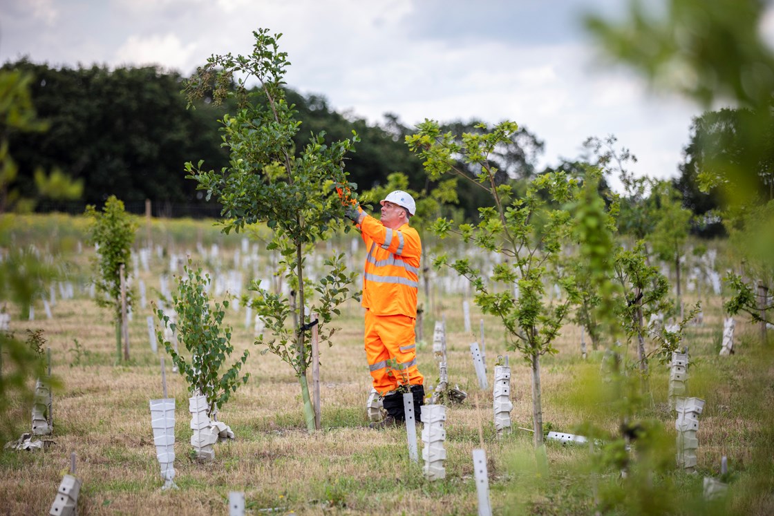 HS2 has planted over 700,000 trees