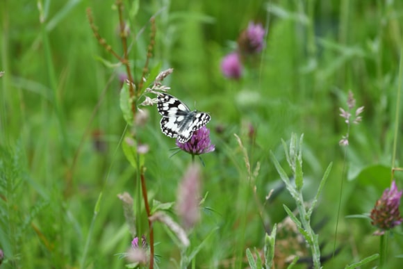 TfL Image - Marbled White Butterfly (1)