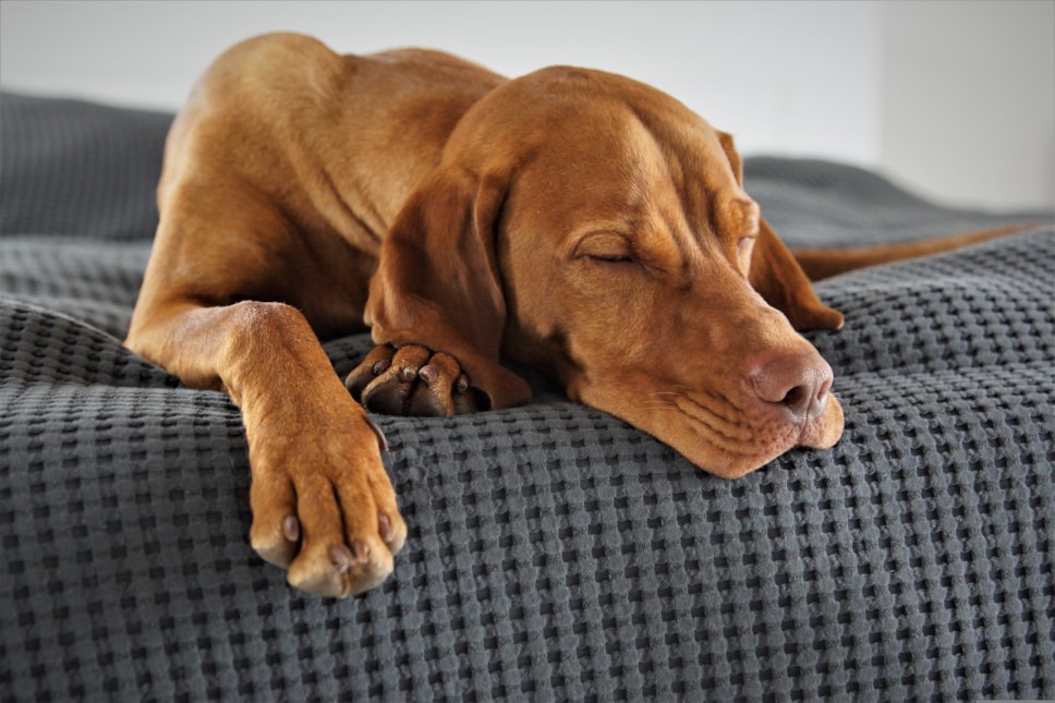 Dog care - Gofal cŵn
