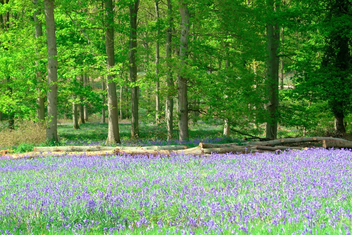 Bluebells in the Forest of Dean