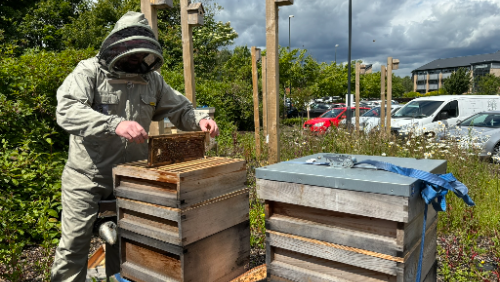 Beekeeping