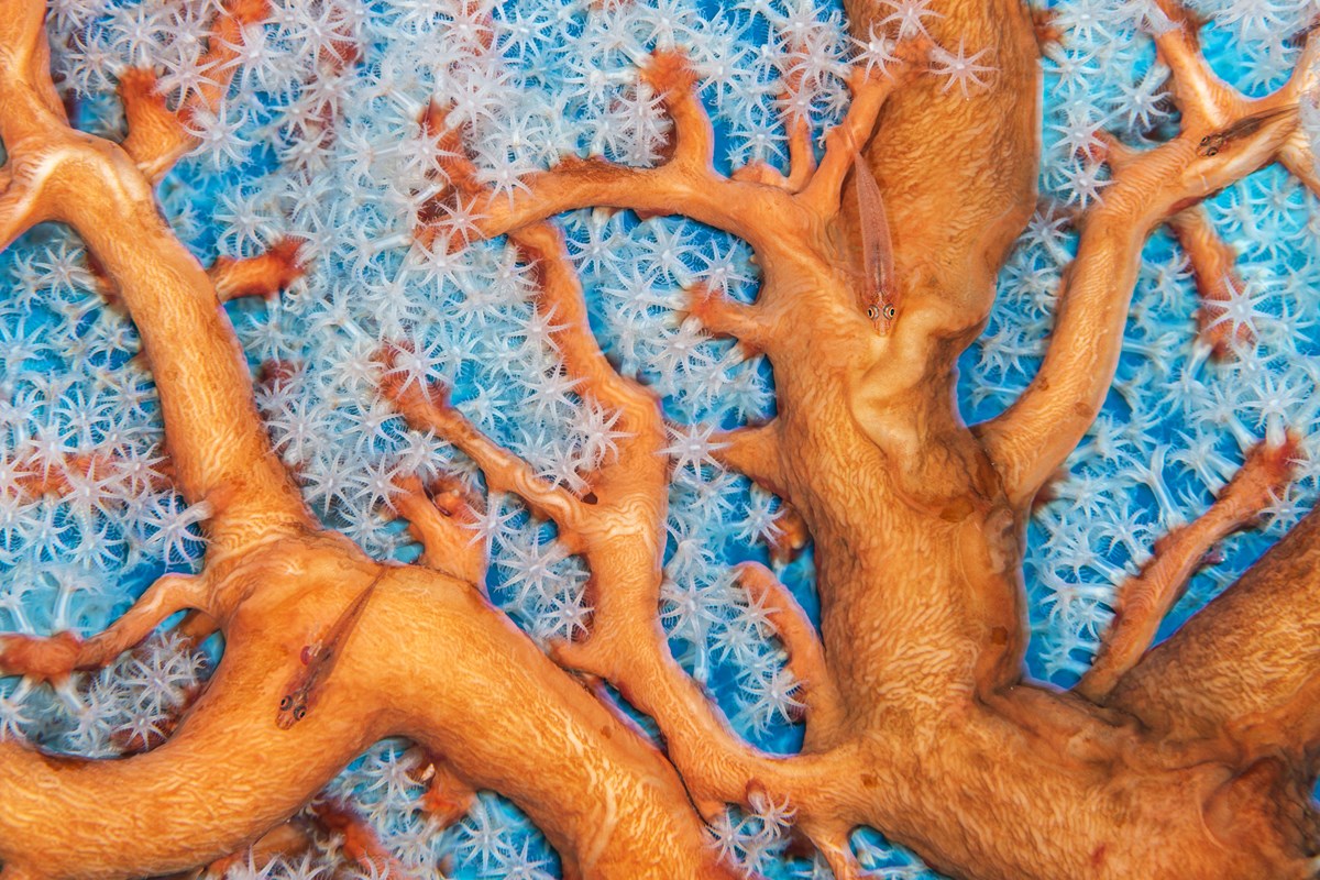 Coral connections by Alex Mustard, UK,  Wildlife Photographer of the Year