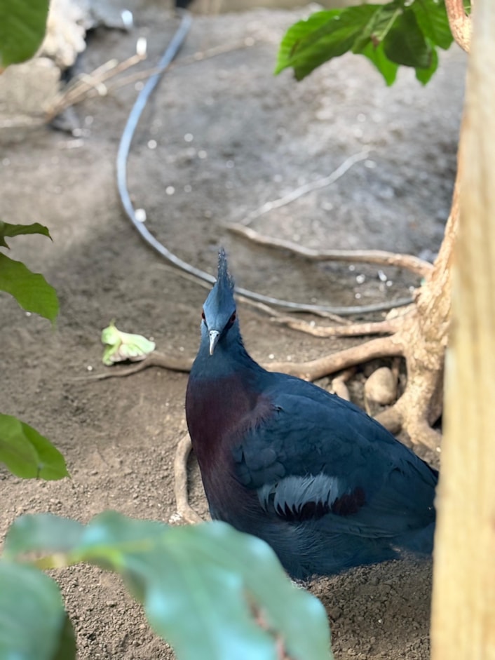 Victoria crowned pigeon