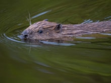 Beaver kit in water ©Rhiannon Law NatureScot