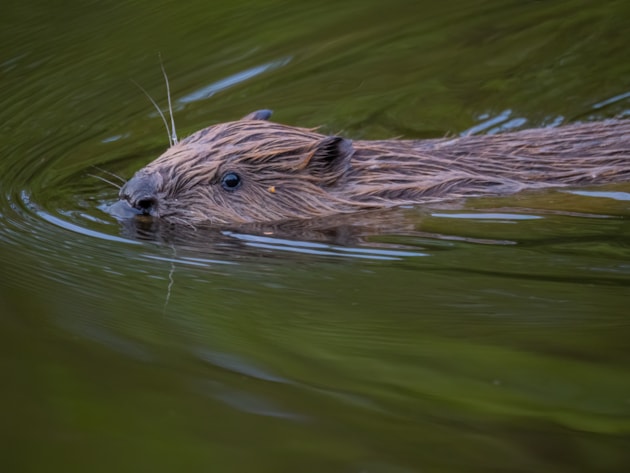Beaver kit in water ©Rhiannon Law NatureScot