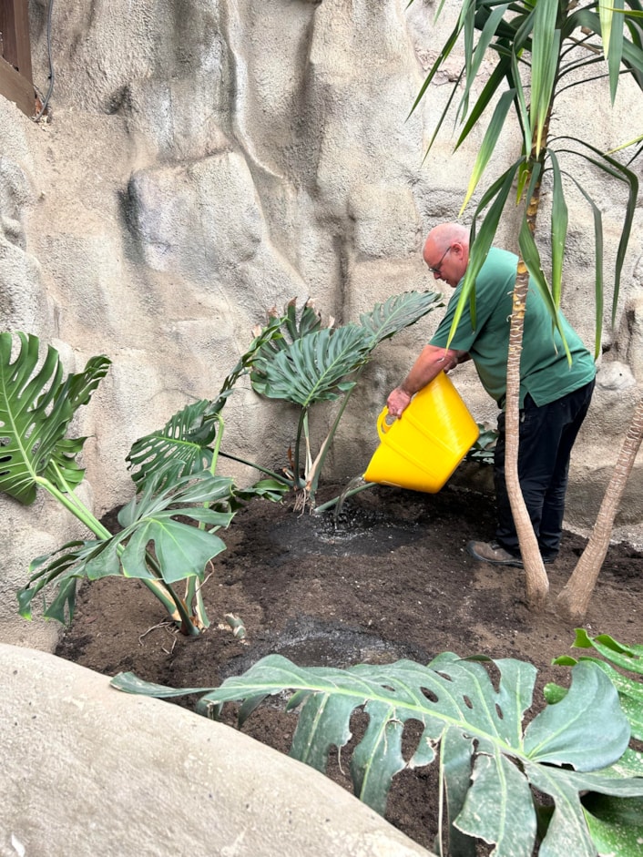 Audrey at Tropical World: The huge monstera, popularly known as a cheese plant, has been a resident in a stairwell at Leeds General Infirmary’s medical school since the 1970s, where staff affectionately named her Audrey.