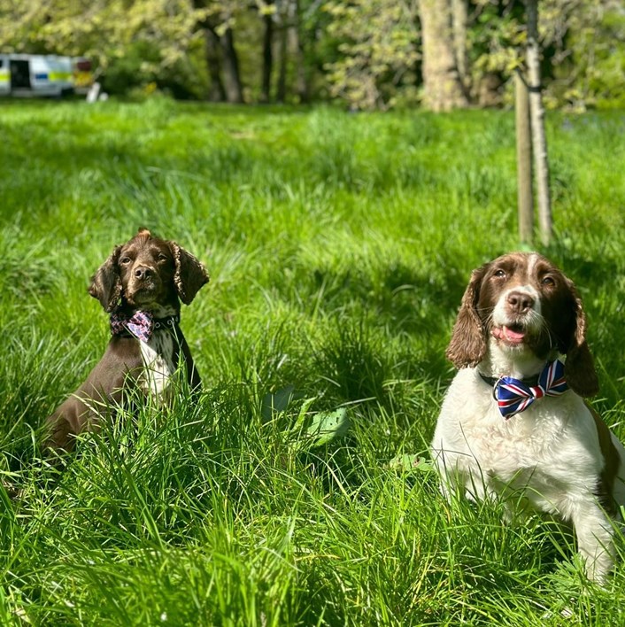 PD Rocco and PD Isla relaxing: PD Rocco and PD Isla relaxing