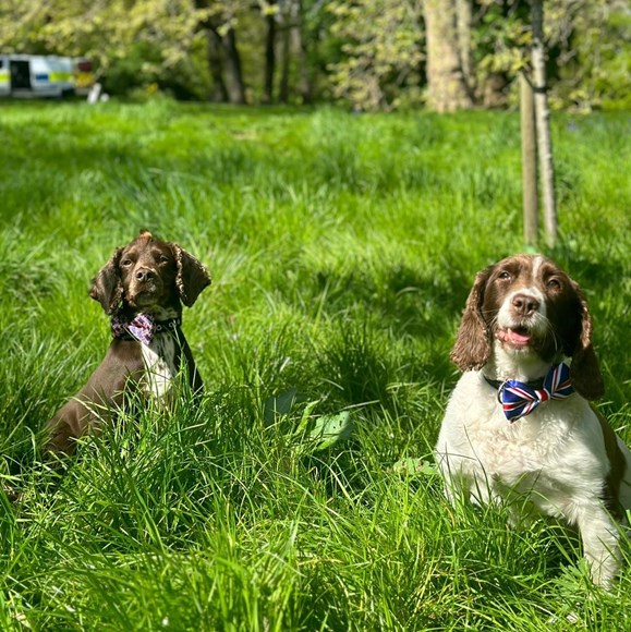 PD Rocco and PD Isla relaxing