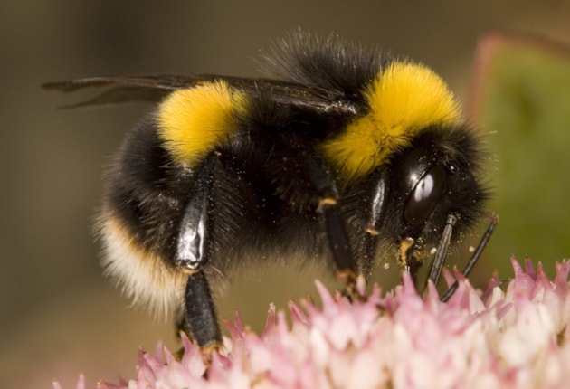 Buff-tailed bumblebee, Bombus terrestris, Bill Temples