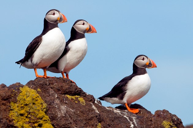 IOM-D0099 - puffins-3