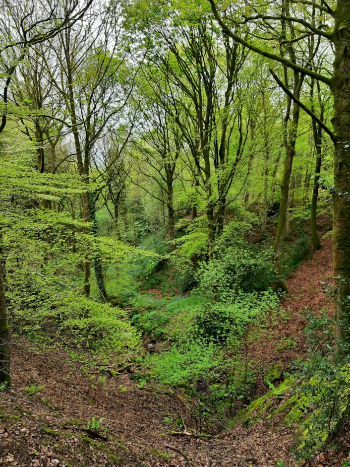 Otley Chevin - Forest Oak and Beech Trees: Otley Chevin - Forest Oak and Beech Trees