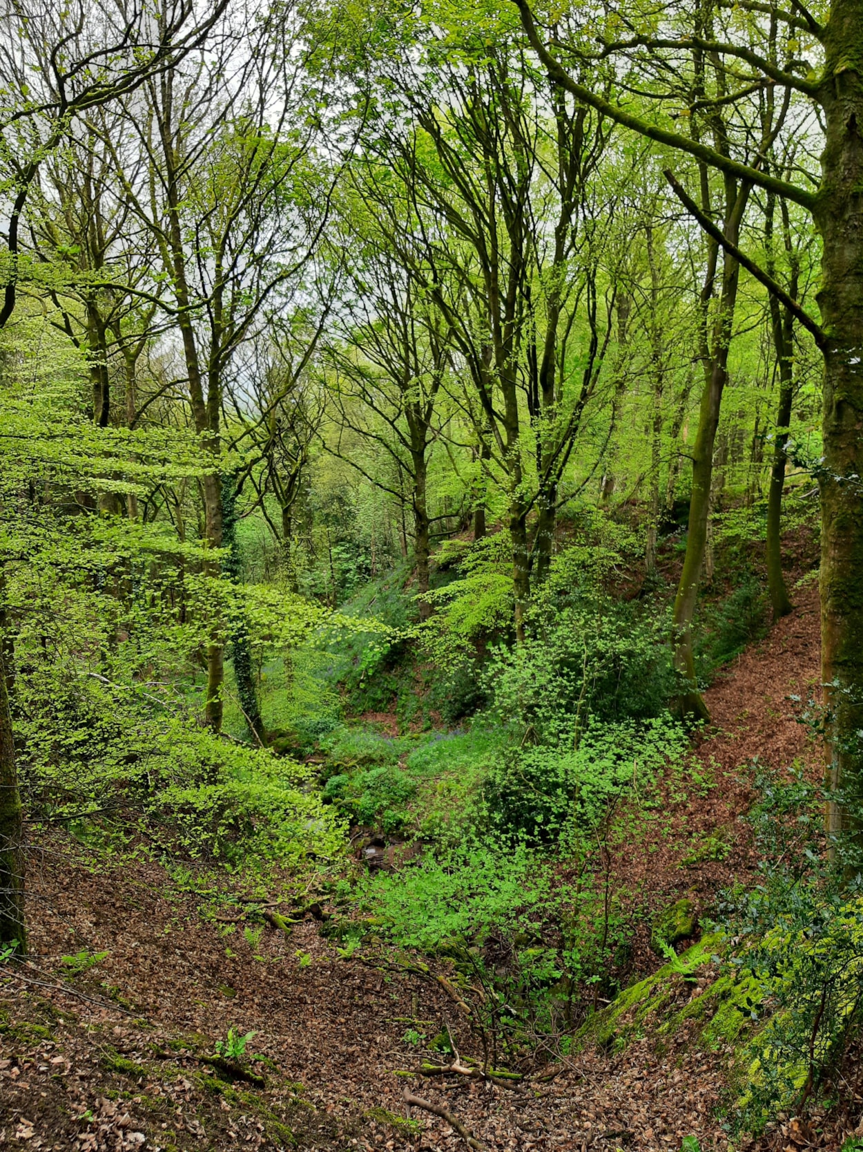 Otley Chevin - Forest Oak and Beech Trees