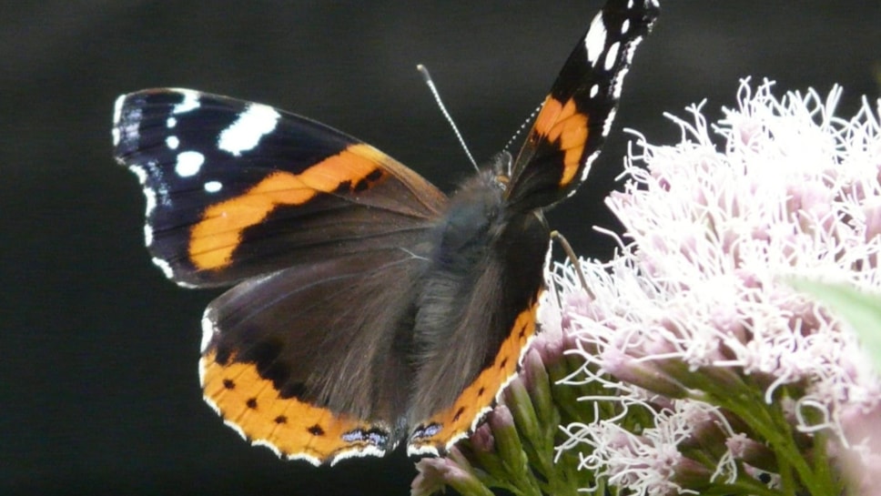 RedAdmiral Shirley Freeman