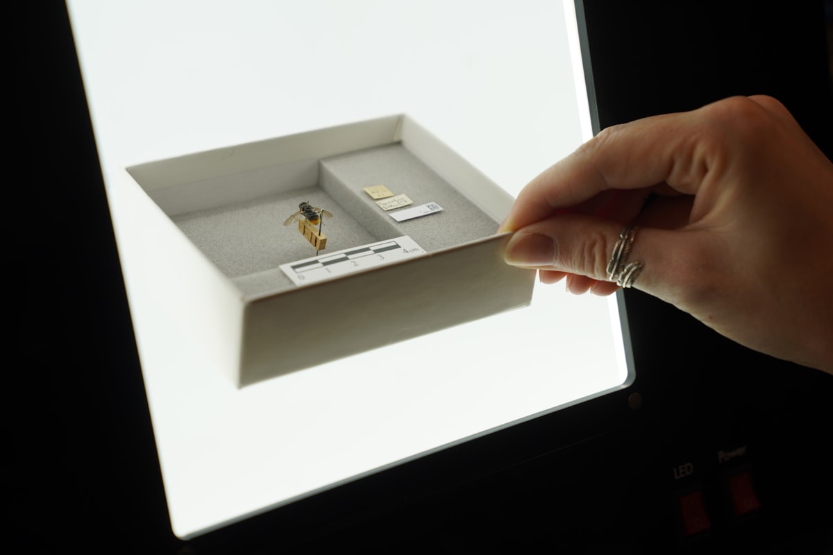 DiSSCo first specimen hoverfly digitisation at the National Museums Collection Centre credit Stewart Attwood