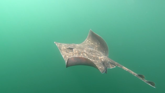 App to build better picture of endangered flapper skates in Scotland: Flapper skate underwater credit Fenella Wood
