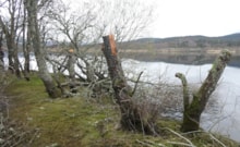 Damaged trees at Loch Davan ©NatureScot
