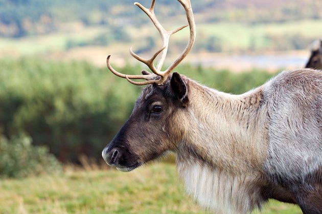 Reindeer-D7905