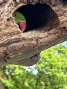 Celeste Katz - Parakeet - Overall Winner: Celeste Katz - Parakeet - Overall Winner