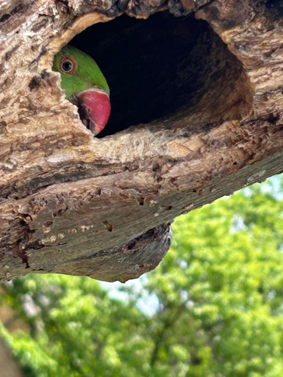 Five captivating photographs of London’s wildlife celebrated by Santander Cycles and the Natural History Museum: Celeste Katz - Parakeet - Overall Winner