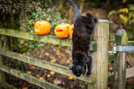 Sooty the cat inspects pumpkins donated to the National Museum of Rural Life. Photo © Andy Catlin