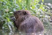 Young beaver by Peter Shackle: Young beaver by Peter Shackle