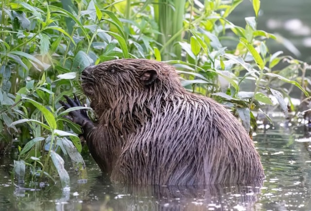 Young beaver by Peter Shackle