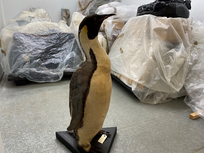Penguin on ice: The eye-catching 100-year-old emperor penguin goes into cold storage in the state-of-the-art giant freezer at Leeds Discovery Centre.