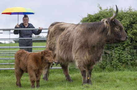 Assistant Stockperson Carly Hood meets highland calves Maisie and Ishbel at the National Museum of Rural Life. Photo © Chris James (1)