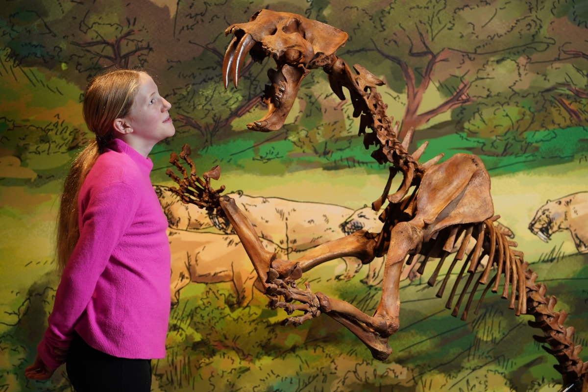 Connie Blacklaw (11)  meets a sabre-toothed cat  at the National Museum of Scotland. Photo © Stewart Attwood