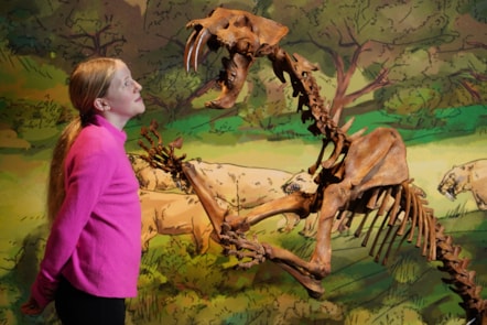 Connie Blacklaw (11)  meets a sabre-toothed cat  at the National Museum of Scotland. Photo © Stewart Attwood