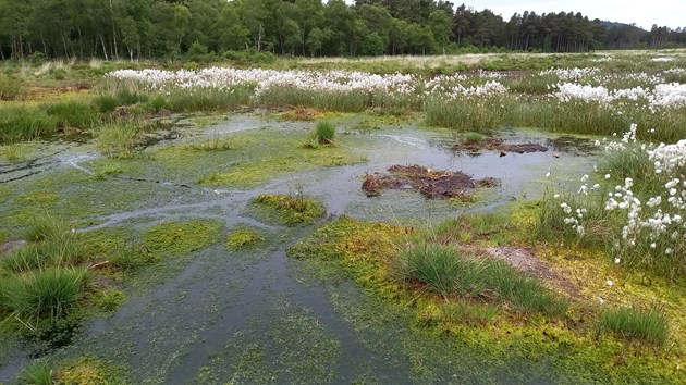 Major peatland restoration project near Dumfries completed: Restored bog surface showing sphagnum formation in the cell bunds ©NatureScot